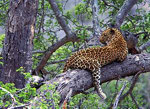 Leopard in tree - Photo: Franz Rabe , Aaron Safaris - the best tour guide in Africa, wildlife destinations such as the Kruger National Park, Mpumalanga, Gods Window, Blyde River Canyon. For adventure, hiking, camping, birding, game viewing, wildlife experiences, photography, and other activities use this tourist facility. Accommodation such as lodges, bungalows, tents, chalets, camps. Visit South Africa's game reserves, national parks, biosphere reserves, bushcamps and cultural villages.